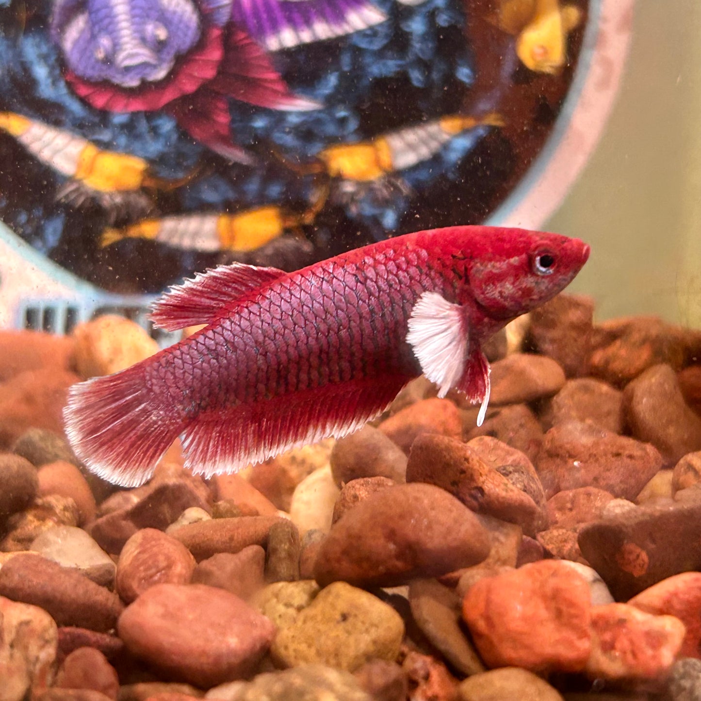 Dumbo Lavender Plakat - Female Betta 066