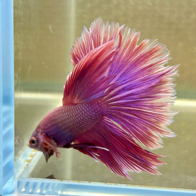 Purple Pink Halfmoon - Male Betta 100