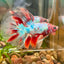 Koi Red Halfmoon - Male Betta 004