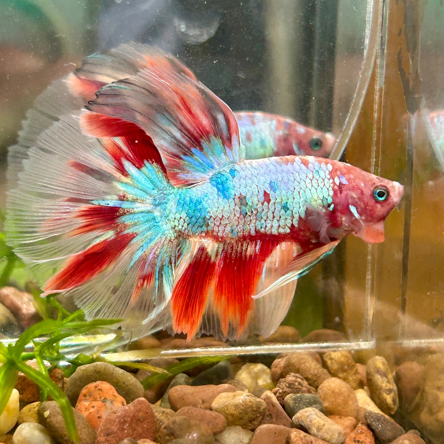 Koi Red Halfmoon - Male Betta 004