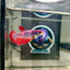 Giant Multicolor Koi Plakat - Female Betta 140 BO 4.5cm