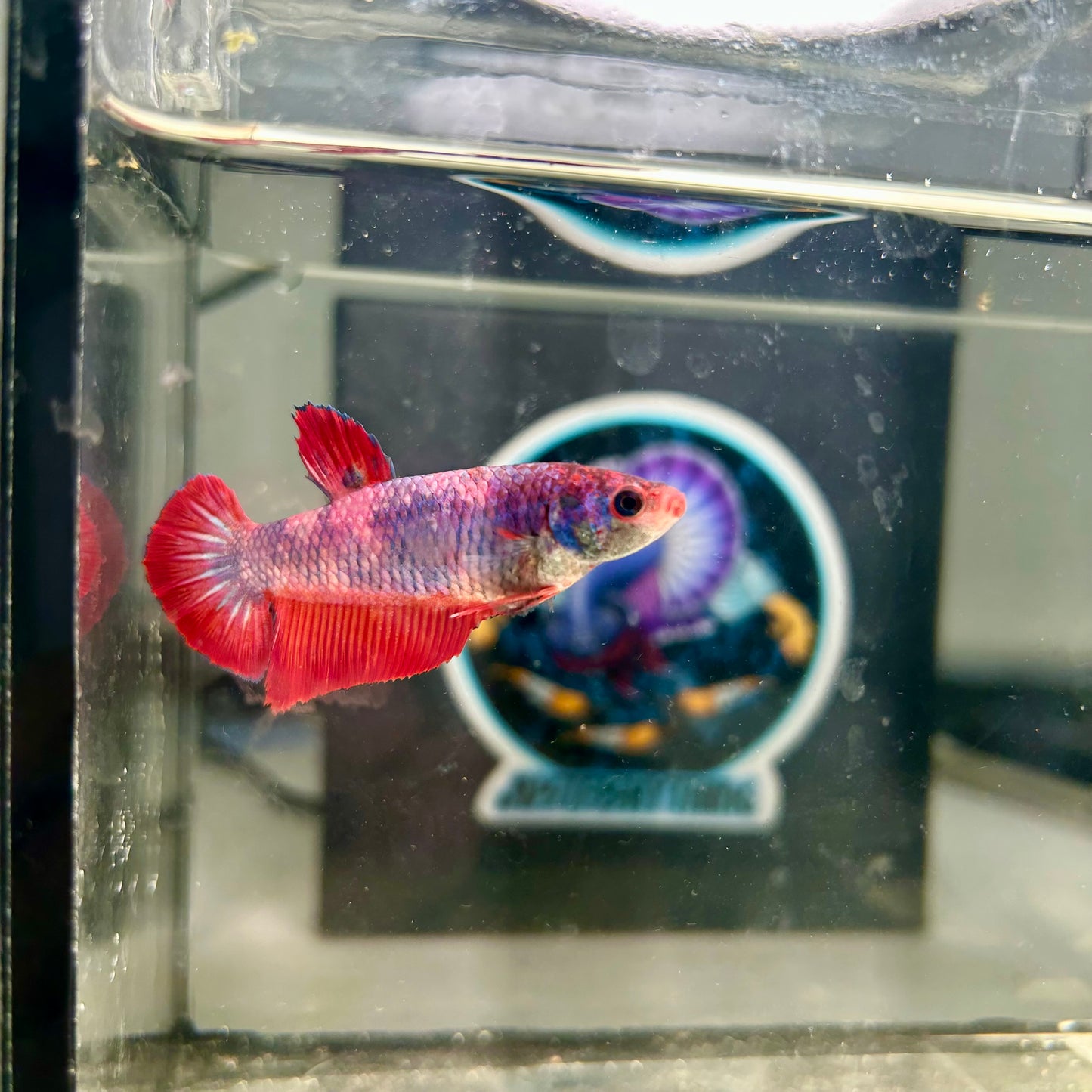 Giant Multicolor Koi Plakat - Female Betta 140 BO 4.5cm