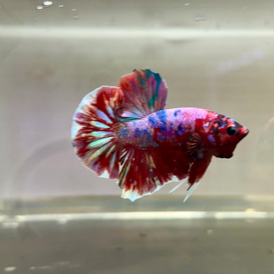 Red Koi Galaxy Plakat - Male Betta 174