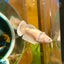 Dumbo Gold Plakat - Female Betta 047