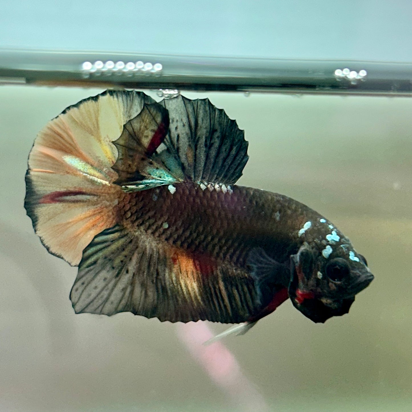 Nebula Copper Avarta Plakat - Male Betta 181