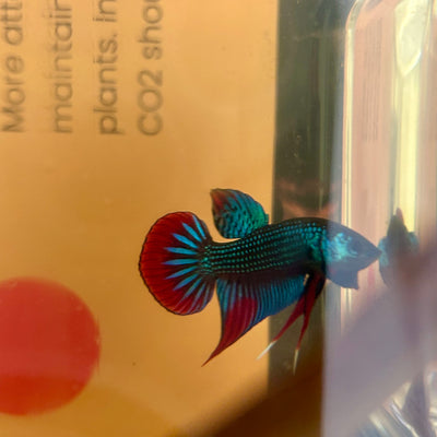 Wild Imbellis Green - Male Betta 171