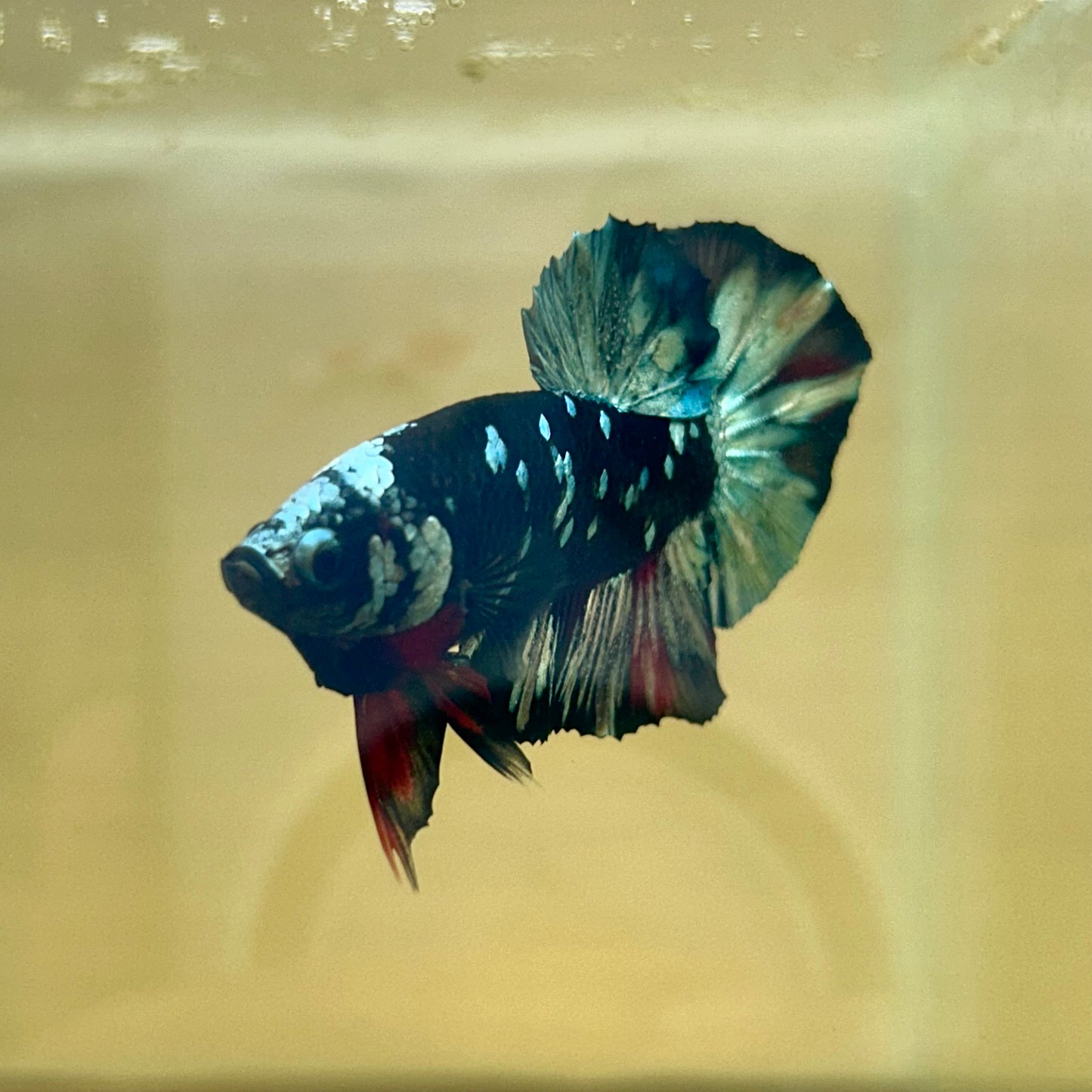 Nebula Copper Avarta Plakat - Male Betta 004