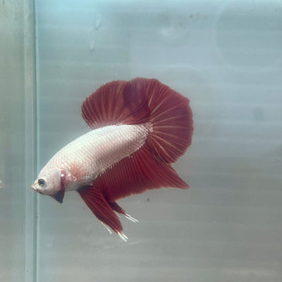 Red Dragon Plakat - Male Betta A100
