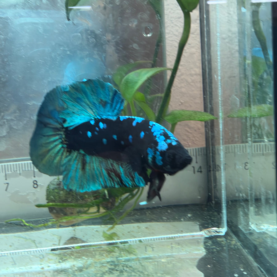 Plakat Avatar Black Light Male Betta #Au77