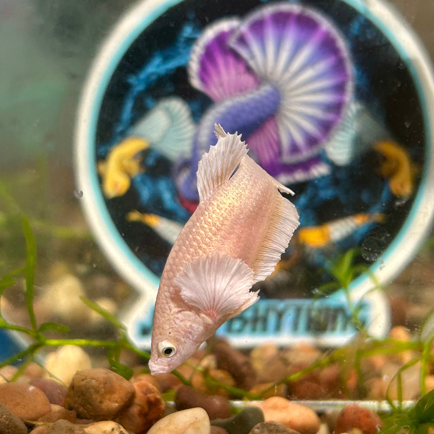 Dumbo Gold Plakat - Female Betta 110