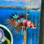 Multicolor Koi Crowntail - Male Betta 014