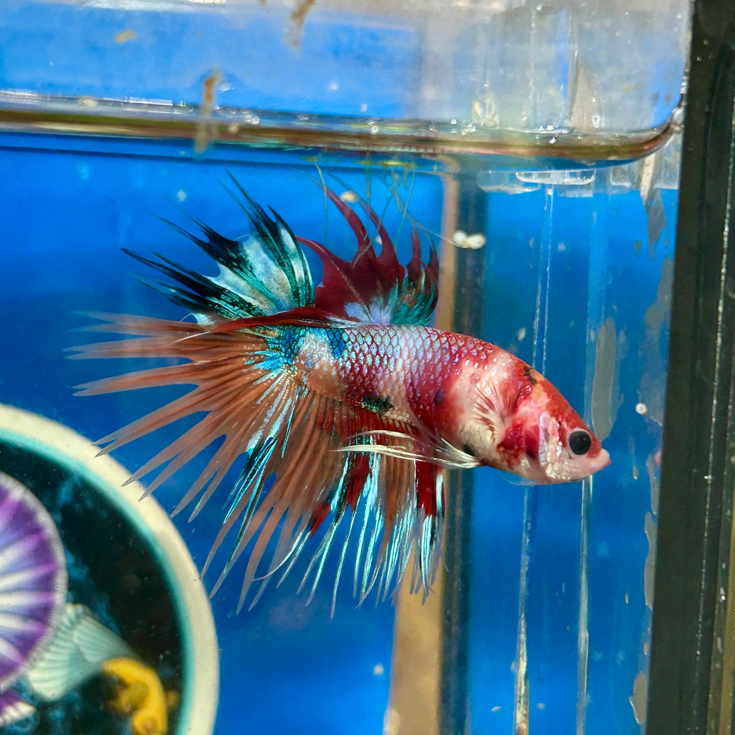 Multicolor Koi Crowntail - Male Betta 014