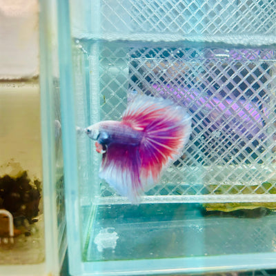 Halfmoon Purple Pink - Male Betta #153