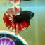 Vampire Copper Avarta Plakat - Male Betta 048