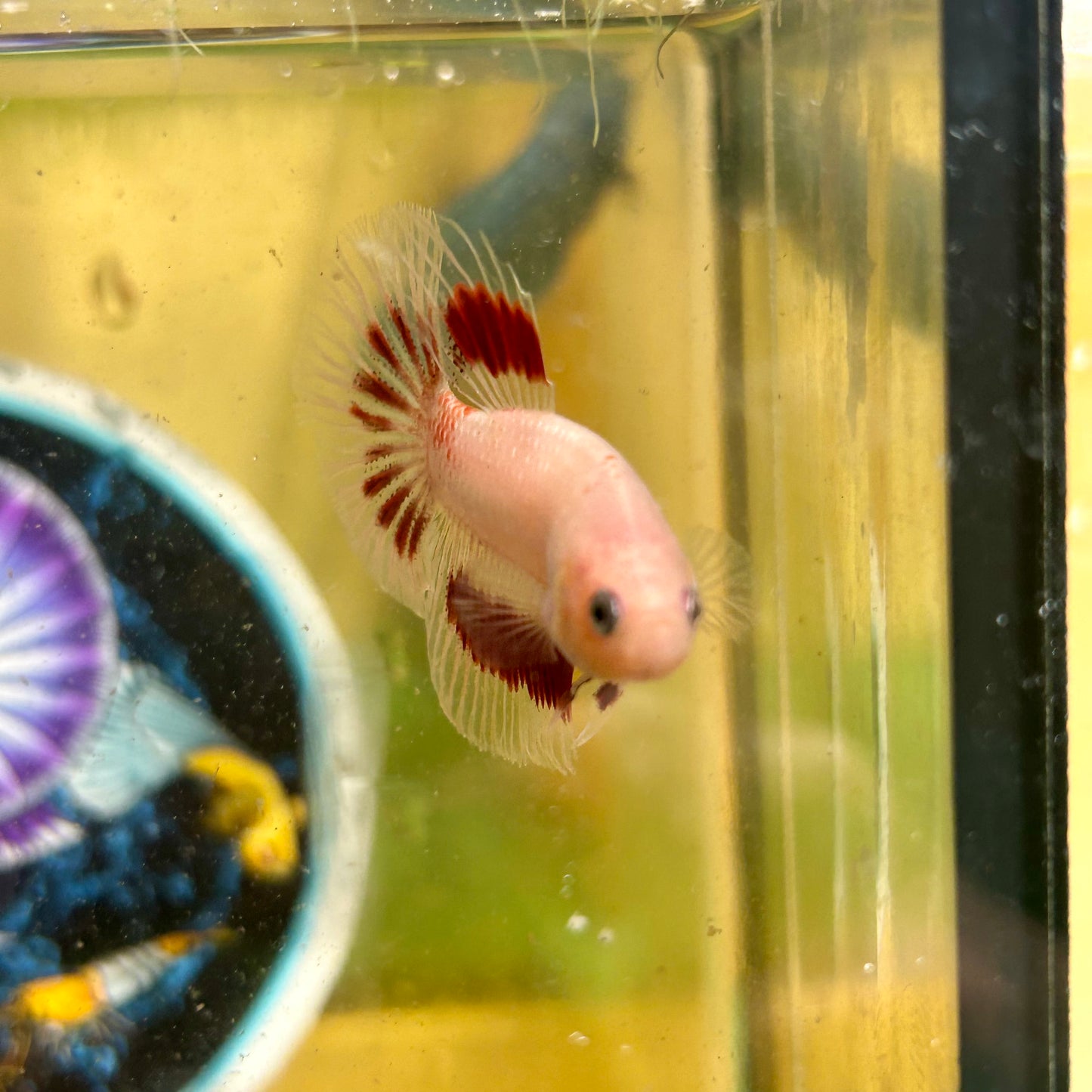 Red Tancho Halfmoon - Male Betta 108