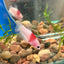 Koi Tancho Plakat - Female Betta 057