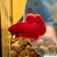 Super Red Plakat - Male Betta 044