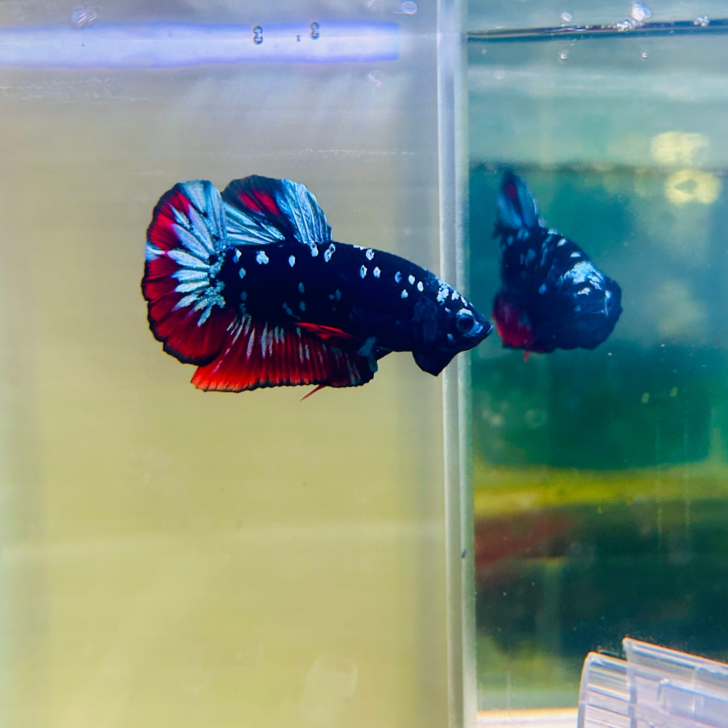 Plakat Avarta Nebula Male Betta #Ma05
