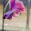 Purple Pink Halfmoon - Male Betta  117