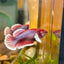 Dumbo Lavender Plakat - Female Betta 113