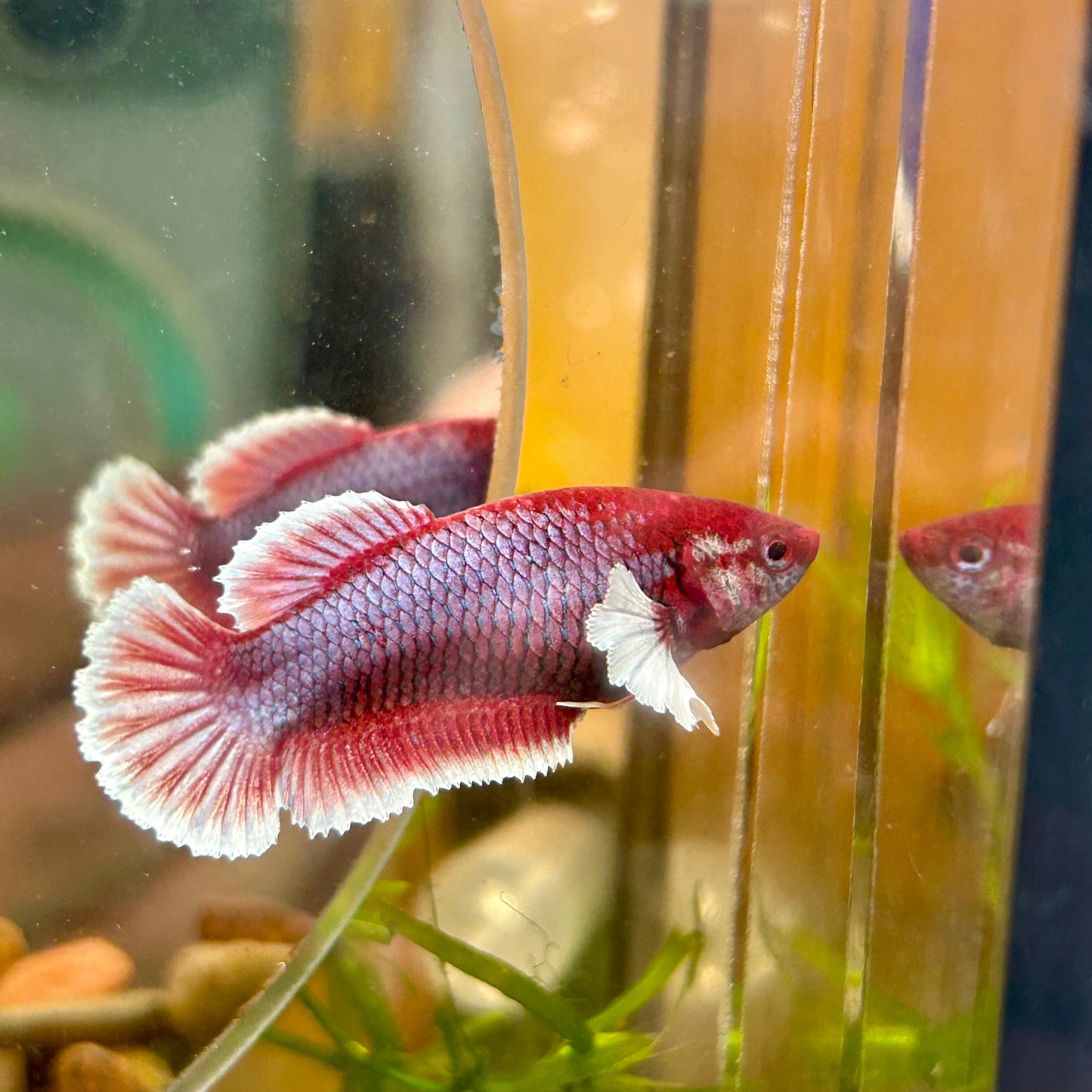 Dumbo Lavender Plakat - Female Betta 113