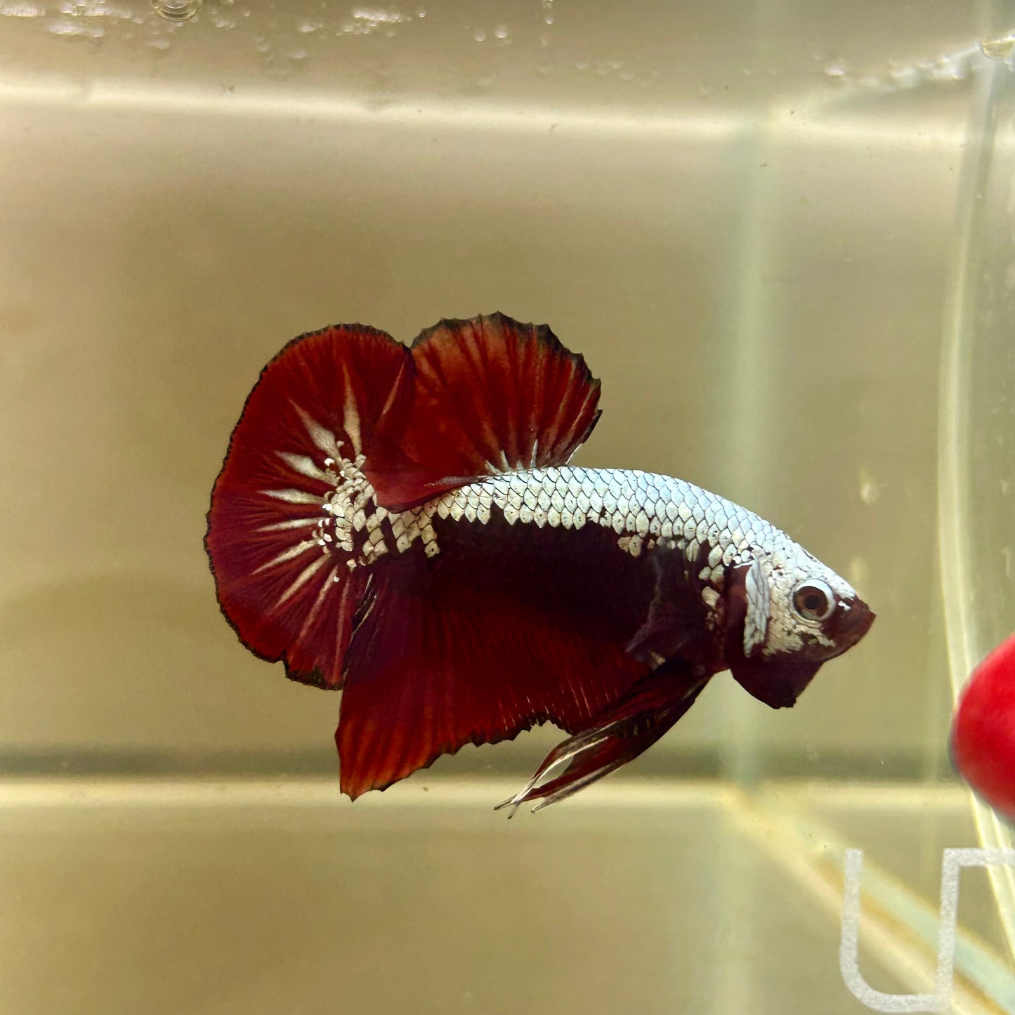 Blood Samurai Plakat - Male betta 114