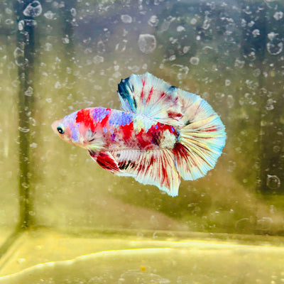 Red Koi Barongsai Plakat - Male betta 163