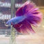 Purple Pink Halfmoon - Male Betta PM3