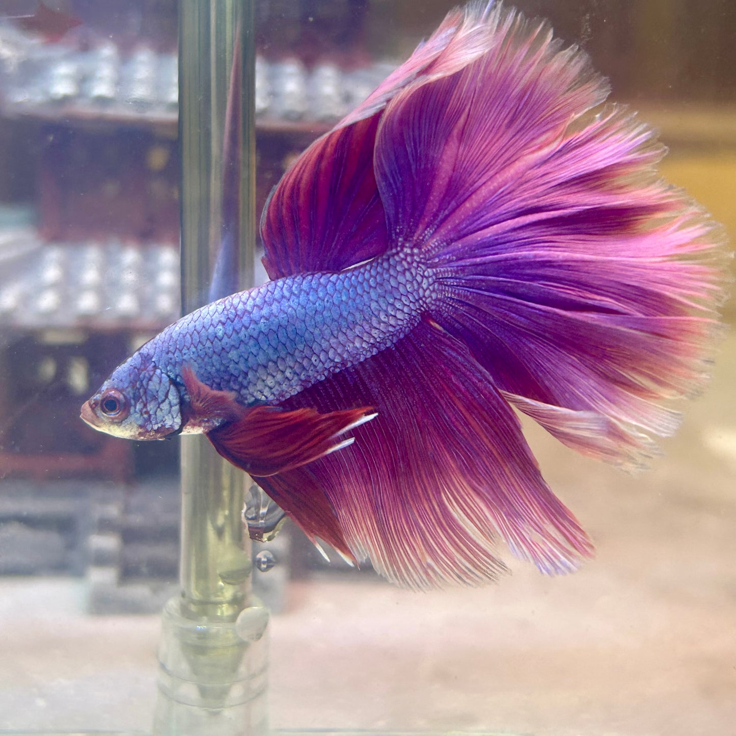 Purple Pink Halfmoon - Male Betta PM3