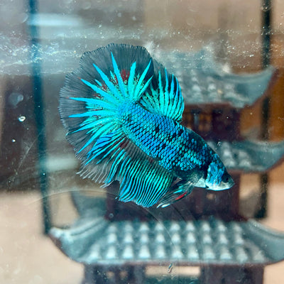 Blue Fancy Halfmoon - Male Betta 040