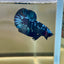 Nebula Blue Avarta Plakat - Male Betta 137