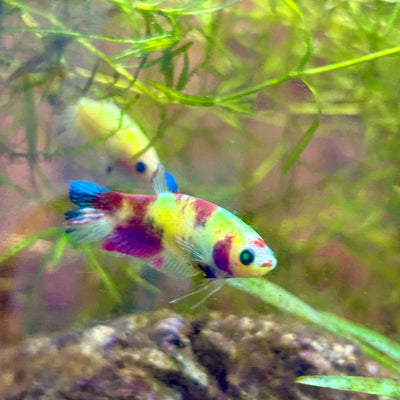 Koi Neon Plakat - Female Betta