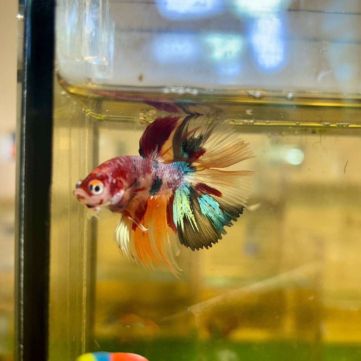 Koi Nemo Crowntail - Male Betta 125