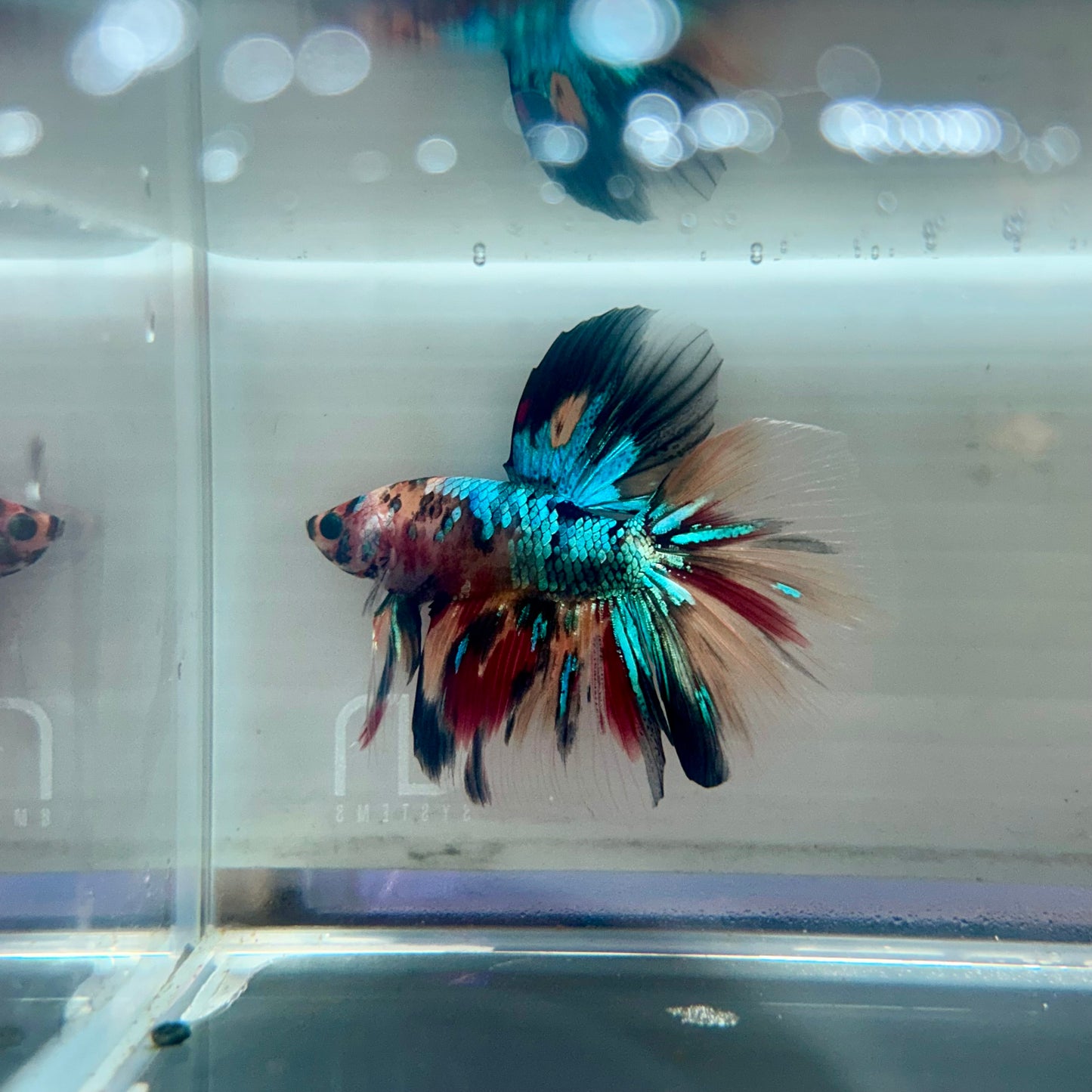 Multicolor Koi Halfmoon - Male Betta 114