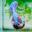 Plakat Purple Pink Male Betta #M136