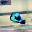Avarta Black Light Plakat - Male betta 123