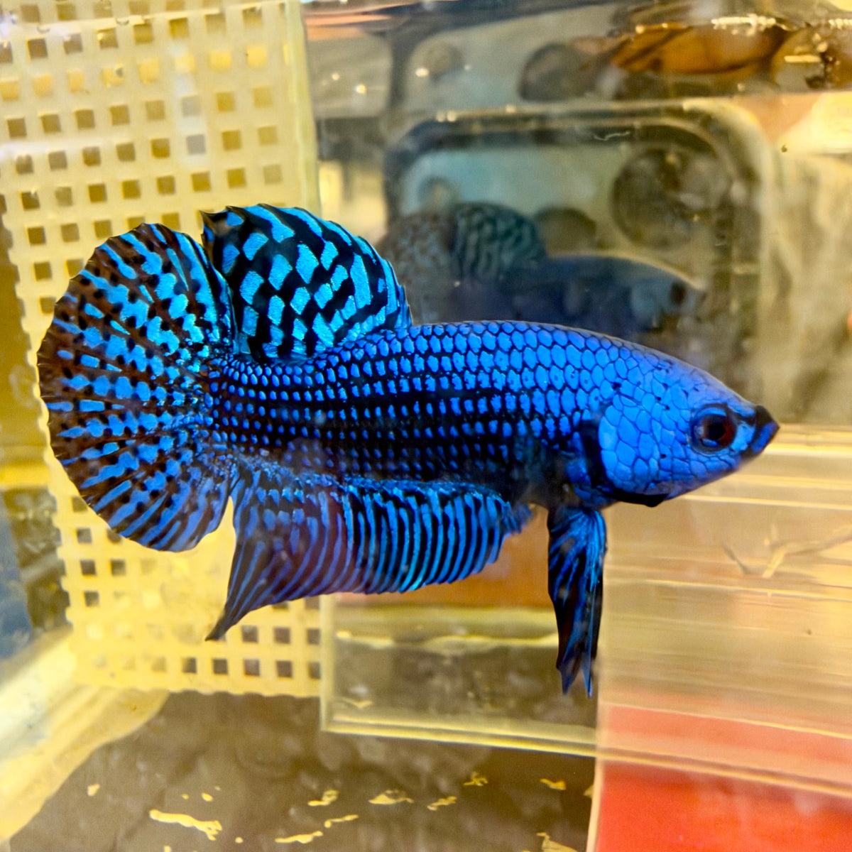 Wild Hybrid Alien Blue Male Betta #024