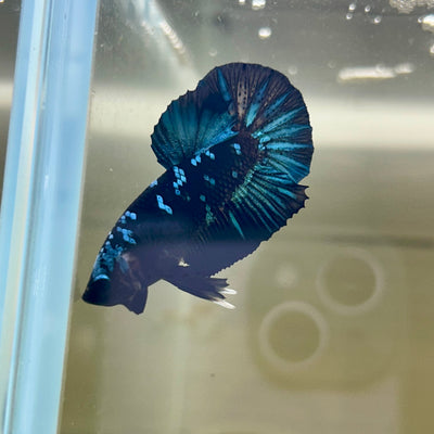 Nebula Blue Avarta Plakat - Male Betta 137