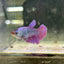 Purple Pink Halfmoon - Female Betta 200