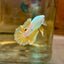 Yellow Dragon Plakat - Male betta 168