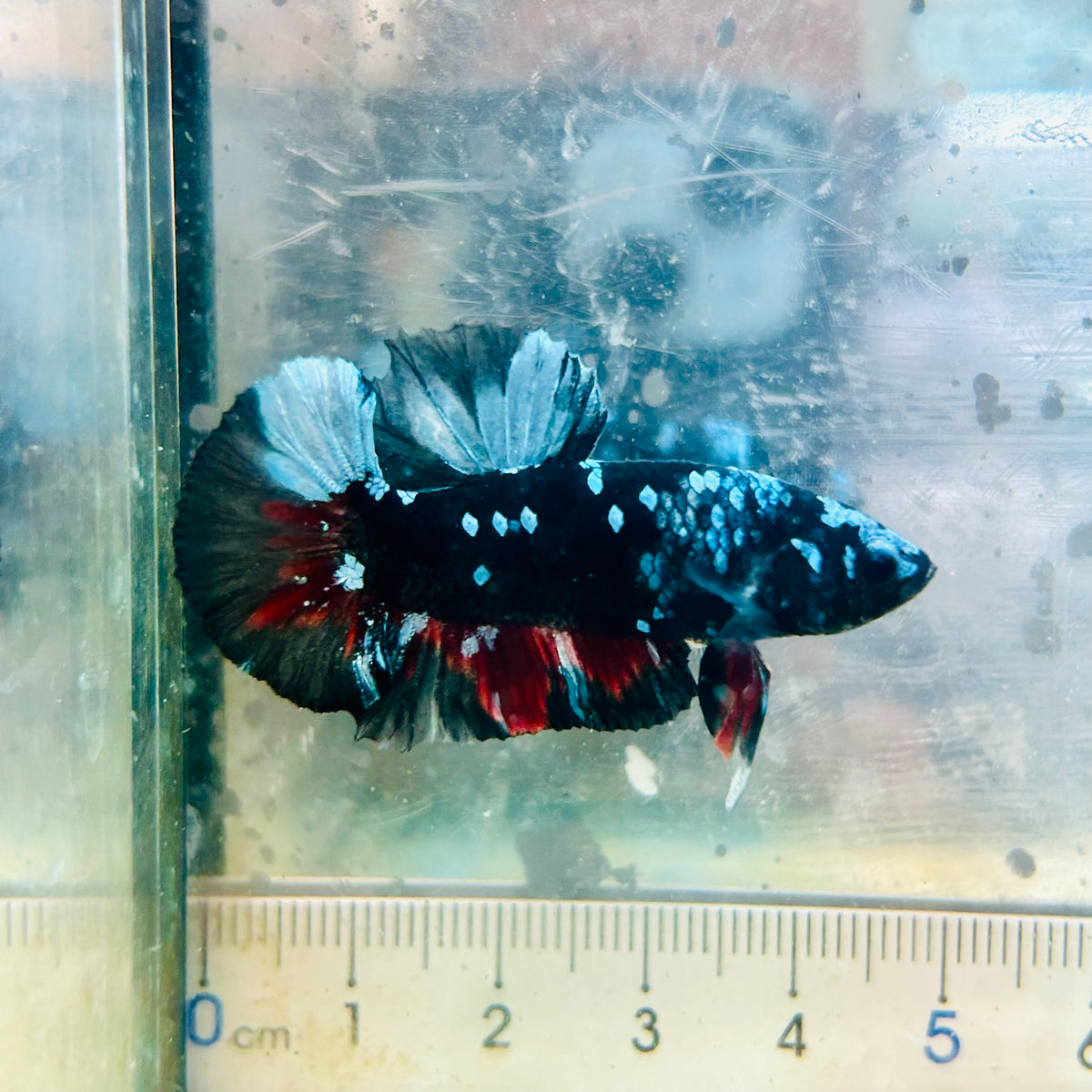 Plakat Avatar Nebula Male Betta #Au29