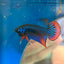 Wild Imbellis Blue - Male Betta 089