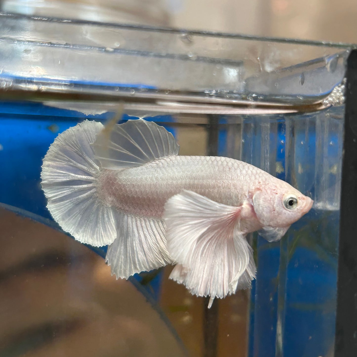 Dumbo White Platinum Plakat - Male Betta 069 Breeder Grade