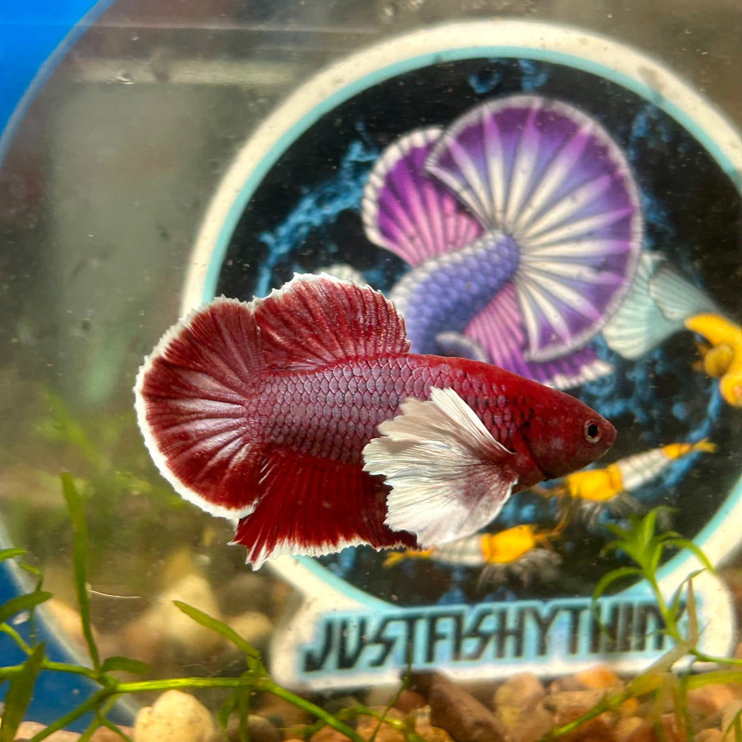 Dumbo Lavender Plakat - Male Betta 048