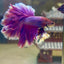 Purple Pink Feather- Male Betta FM1