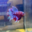 Purple Red Galaxy Halfmoon - Male Betta  037