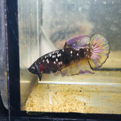 Avarta Yellow Copper Plakat - Female betta 184