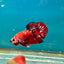 Red Koi Copper Plakat - Male Betta A23