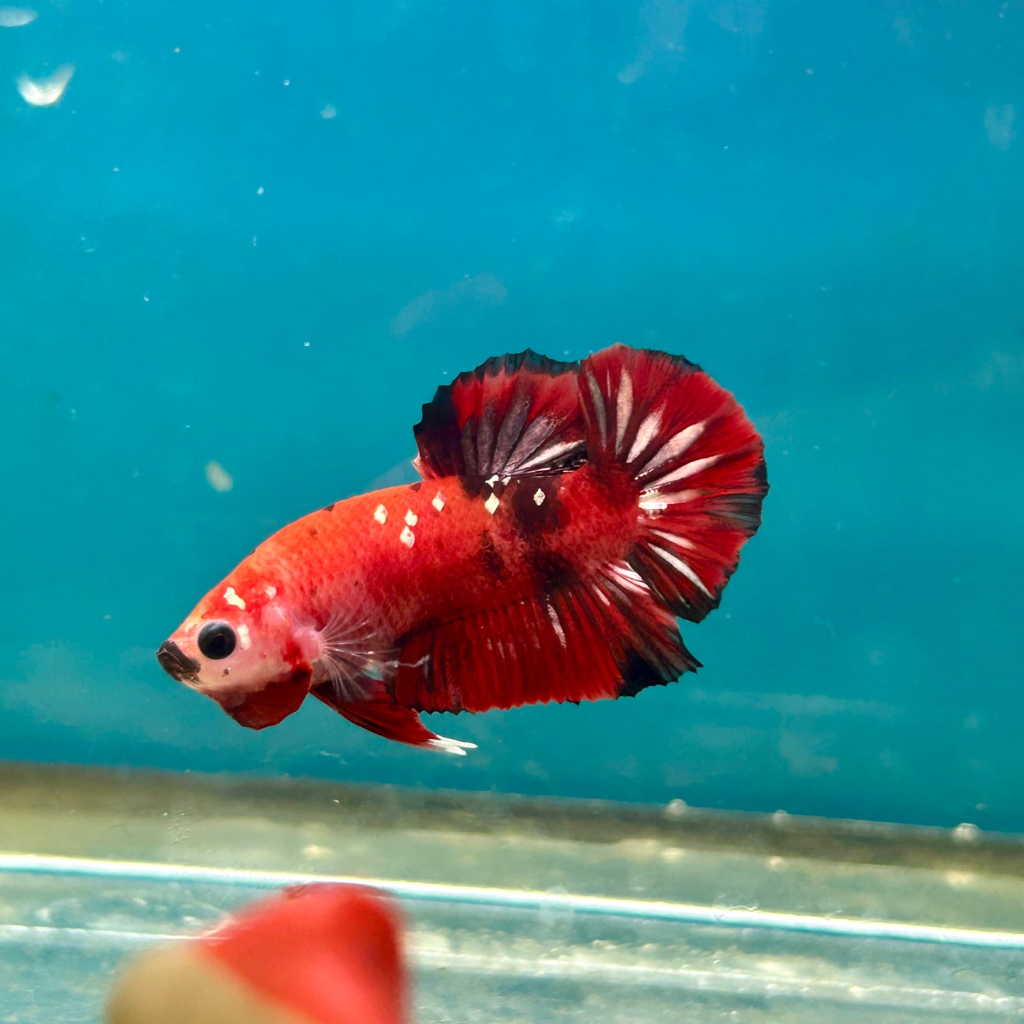 Red Koi Copper Plakat - Male Betta A23