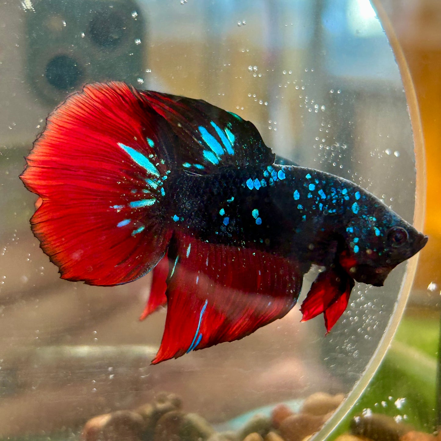 Avarta Vampire Stardust Halfmoon - Male Betta 097